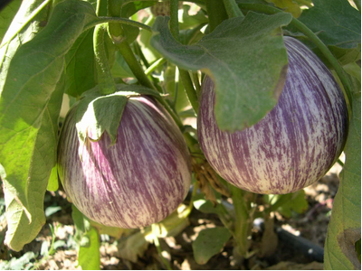 Producció ecològica