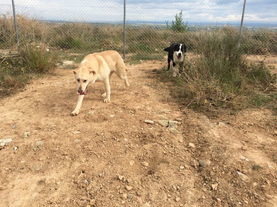 S’han portat a terme reformes en diferents espais del Refugi dels Peluts i també ha millorat la presència de serveis veterinaris i les infraestructures veterinàries, repercutint en un major benestar animal -  Paeria de Lleida