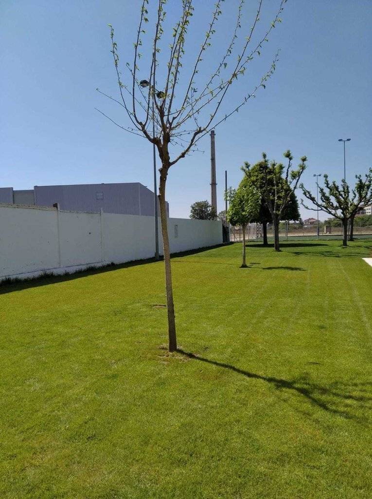 replantació arbres Balaguer - ajuntament de balaguer