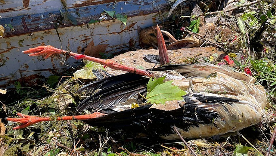 Una cigonya localitzada al Canal d'Urgell, a les Borges Blanques @Ipcena