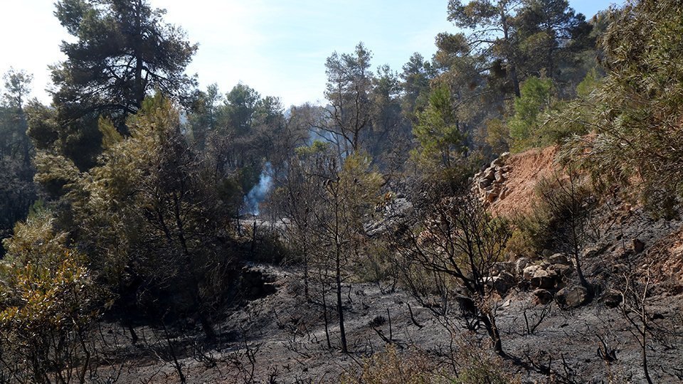 Pinar cremada en l'incendi forestal de la serra de Senan @SergiSegura