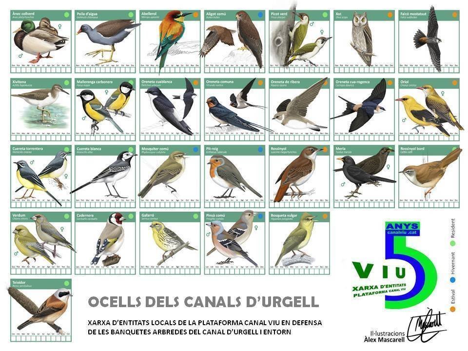 Làmina d'ocells dels Canals d'Urgell, obra d'Alex Mascarell.