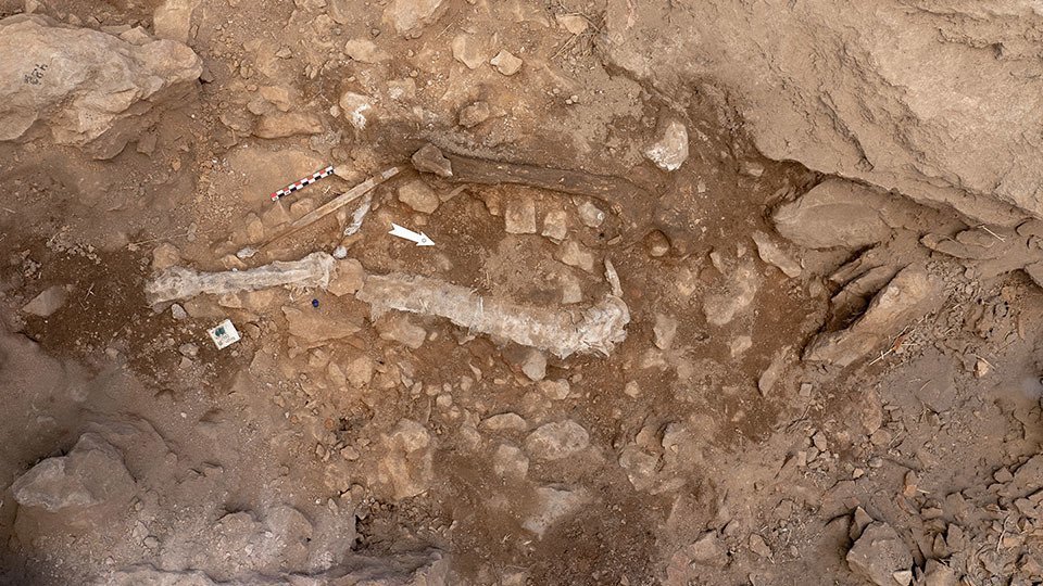 Restes d'una homo sapiens a la Cova Gran de Santa Linya @UAB