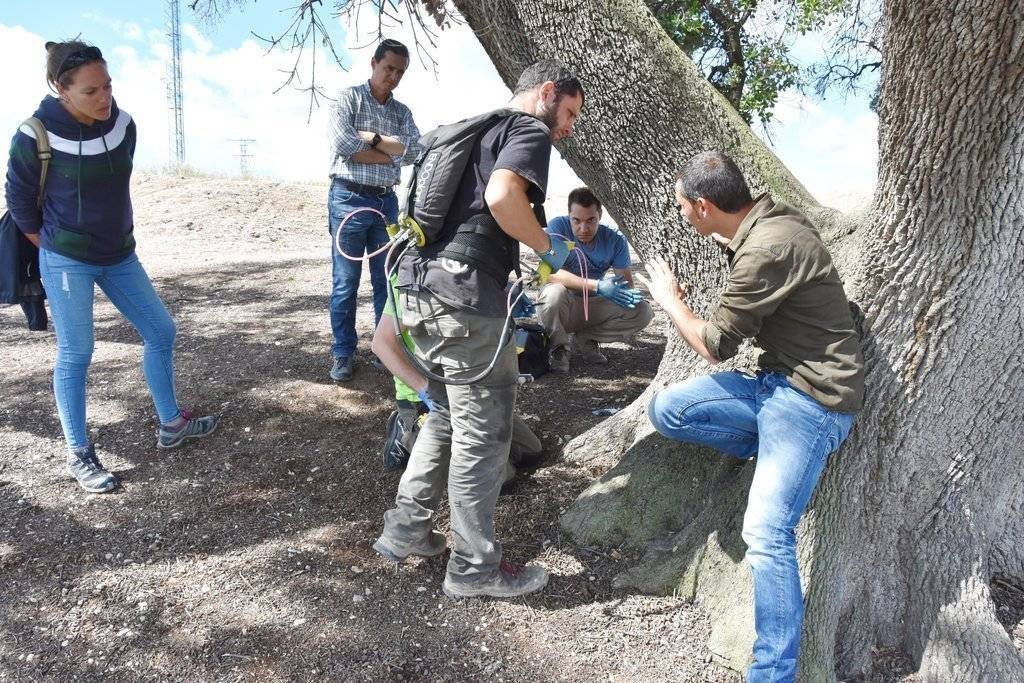 Tractament de l'alzina amb endoteràpia l'any 2017