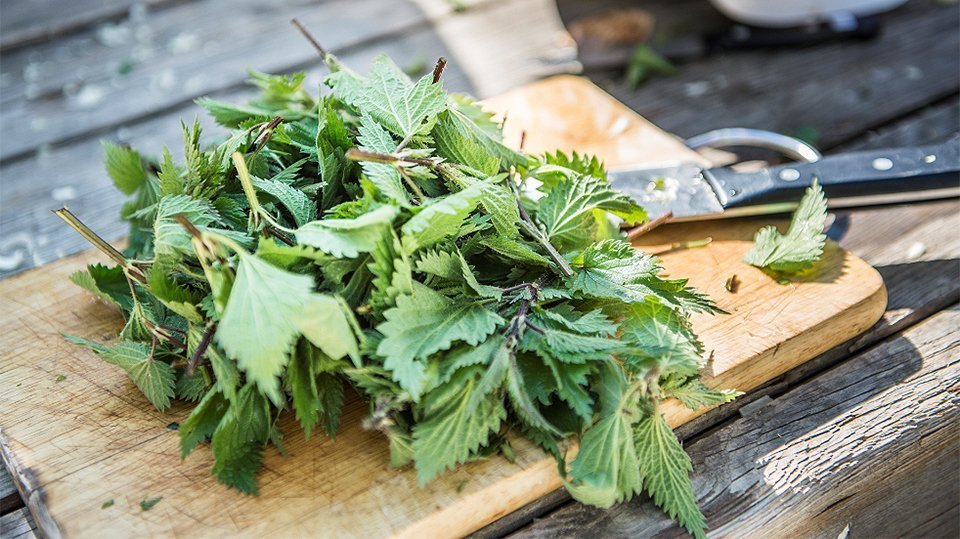 Plantes silvestres comestibles (ortiga) @Eixarcolant