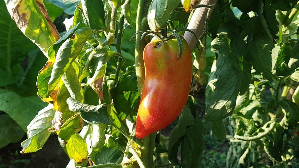 Conreu d'hortalisses @AccióClimàtica