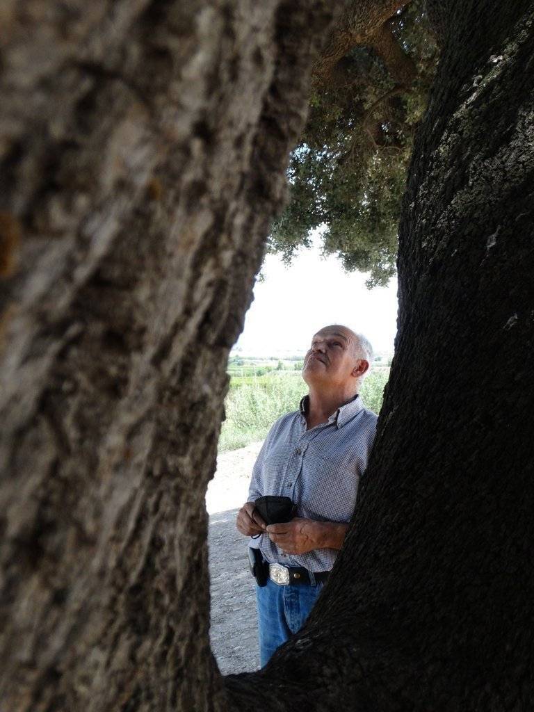 Xavier Soberà gauitant l'alzina, el juny de 2021 - Foto de Marina Pallàs Barta