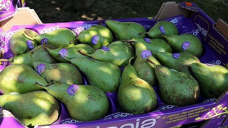 Fruita de la DOP Pera de Lleida @SalvadorMiret