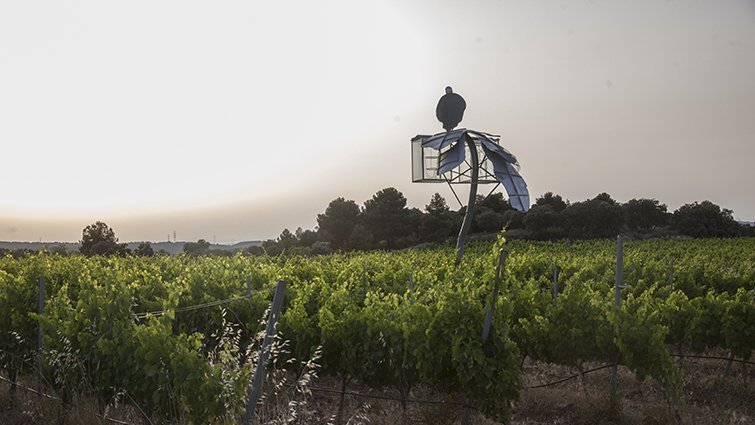 Vinya dels Artistes 2018