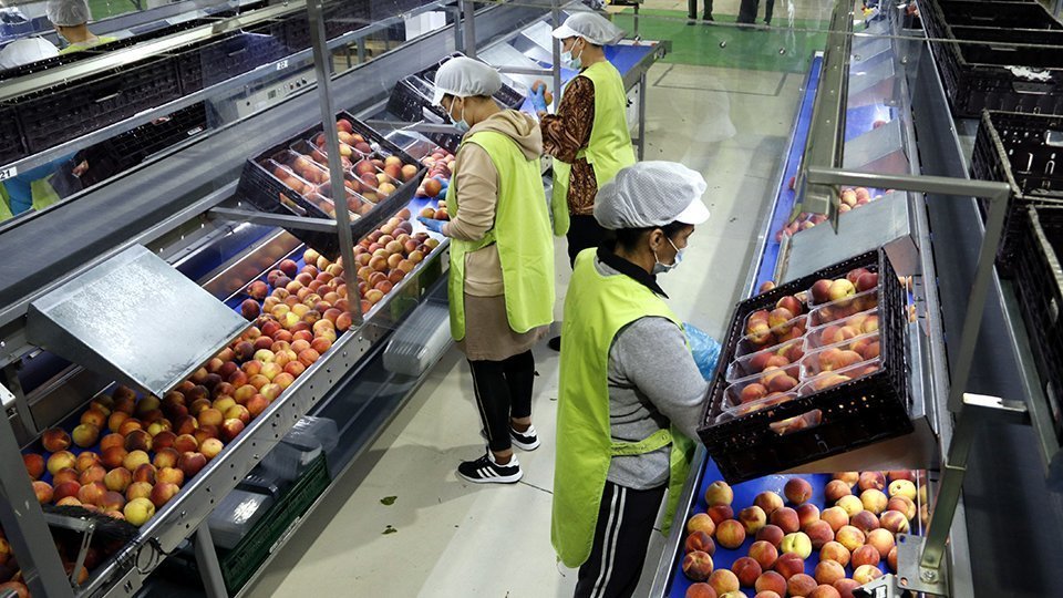 Treballadores en una línia de producció d'una central fructícola a Albatàrrec @OriolBosch