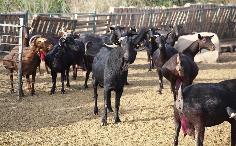 Ramat de la formatgeria Camps