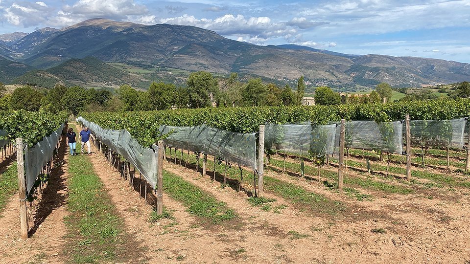 La finca vitivinícola de Cal Mandrat @AbertLijarcio