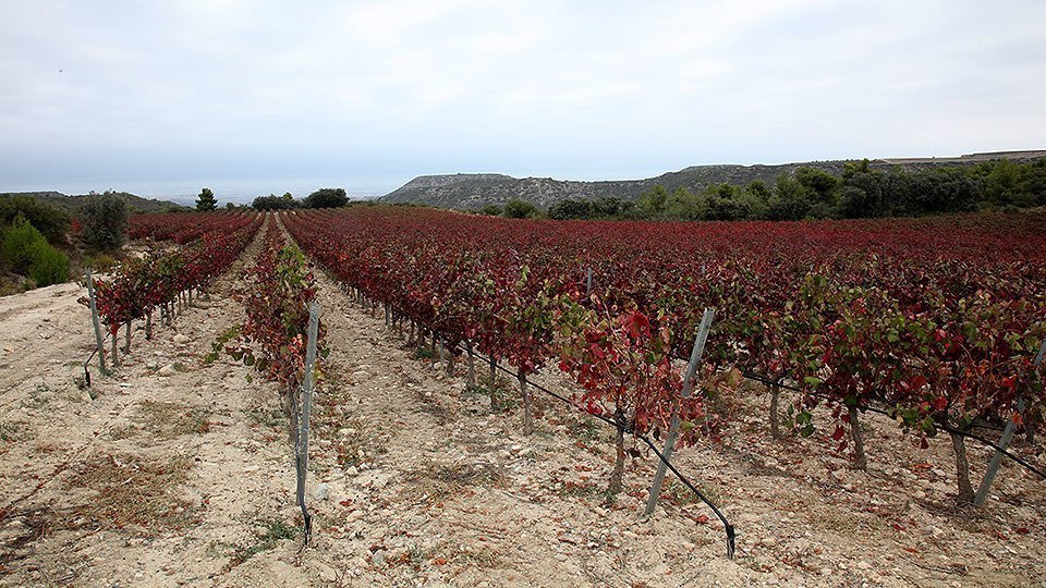 Ceps de la varietat garnatxa de la Família Torres a les Garrigues ©JosepAPérez