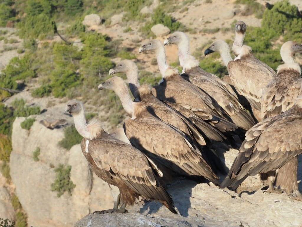 El fotograf i ornitòleg francès Grégory Rohart dilluns al Hide de Casa Gramuntill (3) (1)