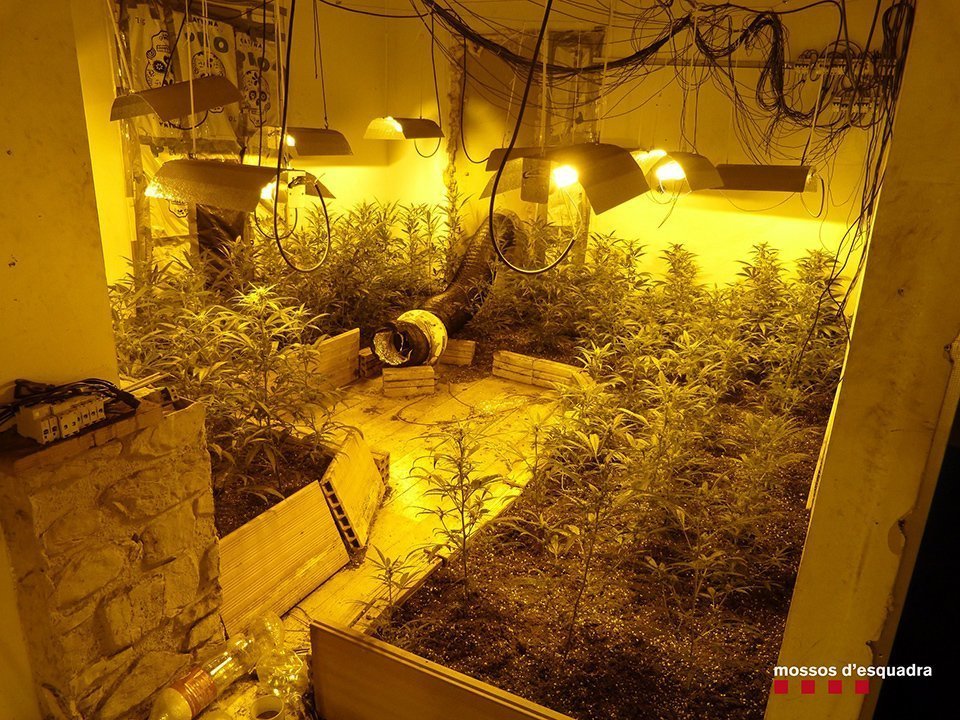 Marihuana Mollerussa 2