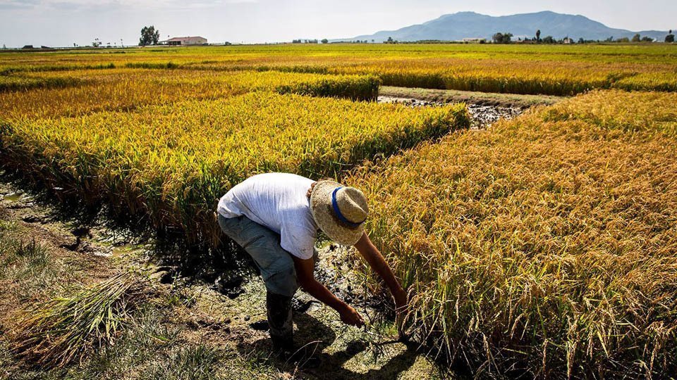 Treballs de recerca en les estacions experimentals de l'IRTA a Catalunya ©IRTA