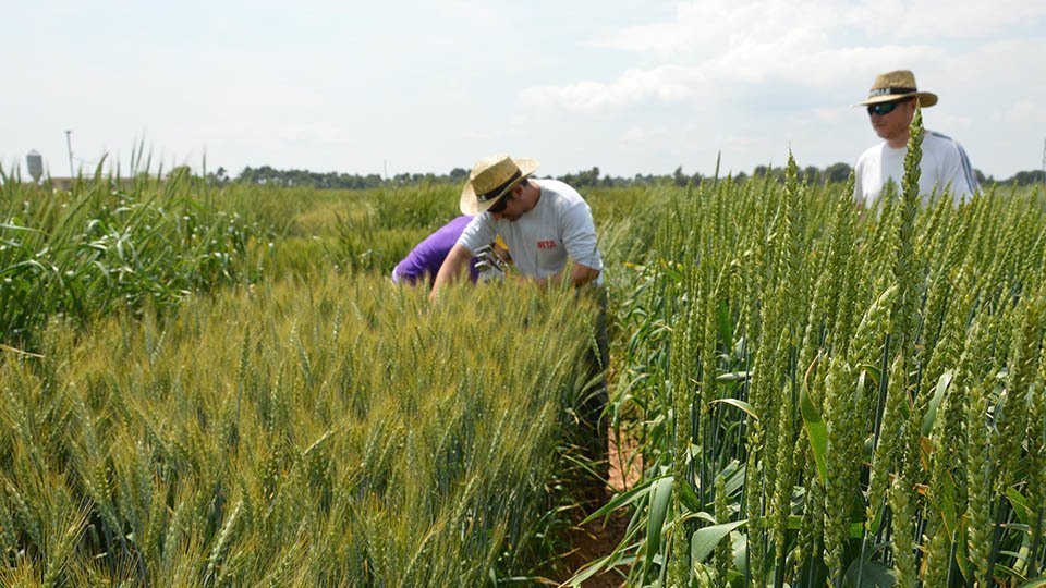 Treballs de recerca en les estacions experimentals de l'IRTA a Catalunya ©IRTA