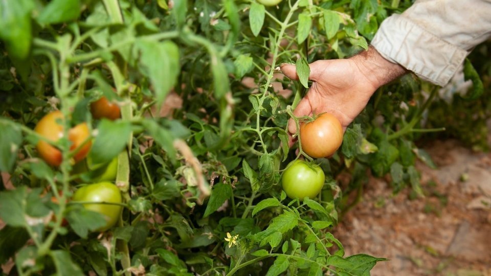 Collita de tomàquet de l’Hortade Lleida. Fotografia: Josep Anton Pérez.