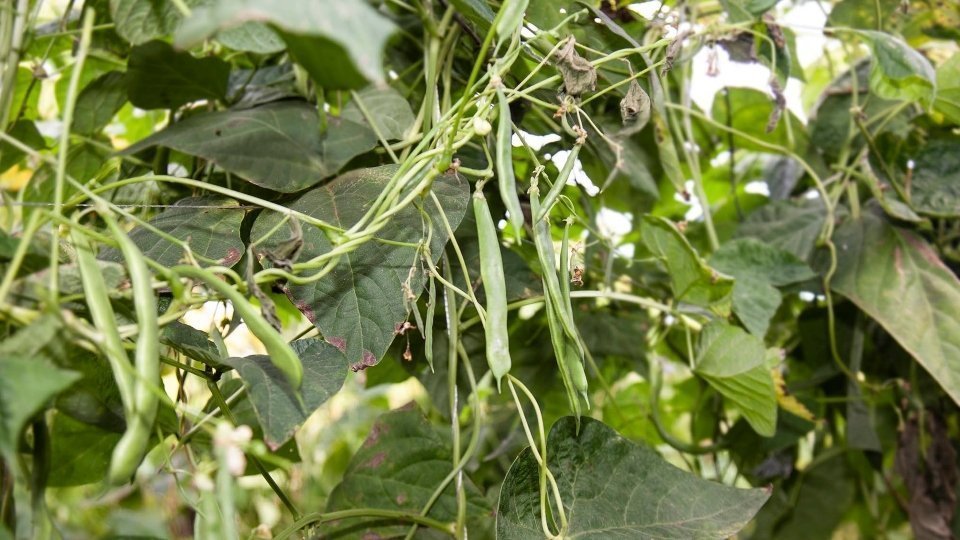 Collita de mongetes de l'Horta de Lleida. Fotografia: Josep Anton Pérez.