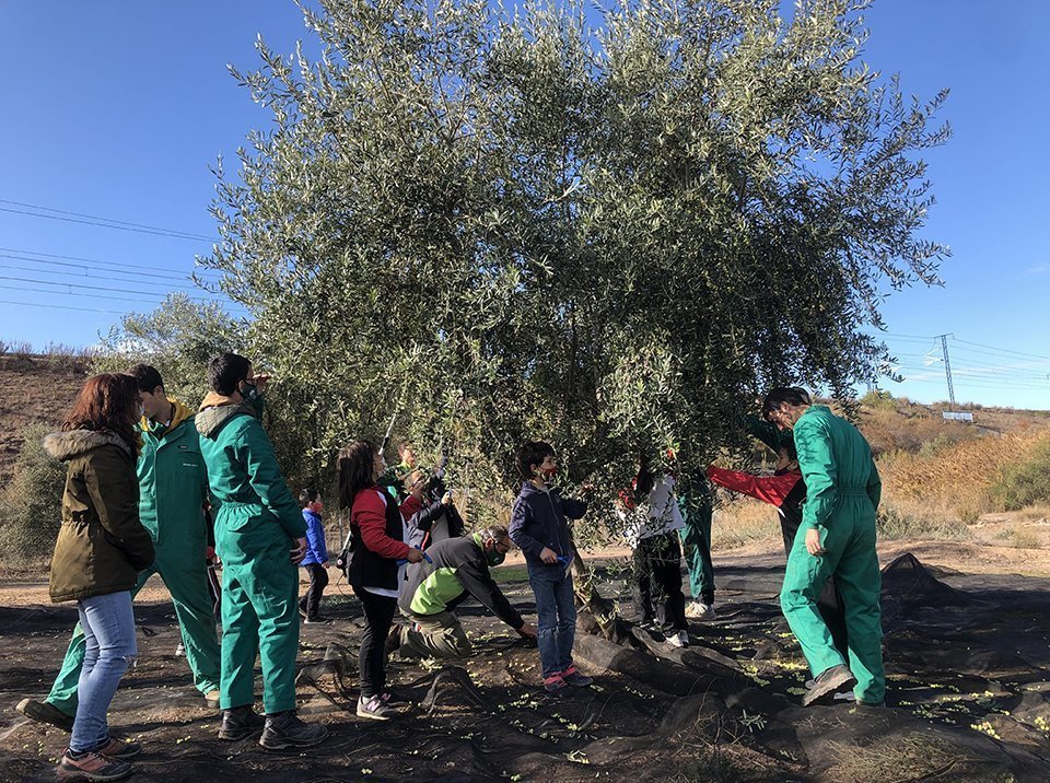 Els i les alumnes aprenen a collir olives ©AjBorges