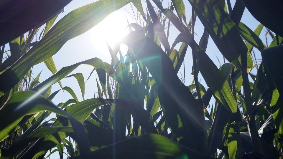 Cultius de panís. Fotografia: Cristina Mongay