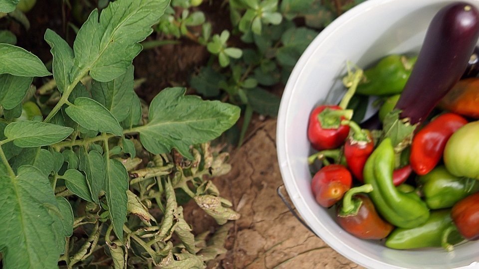 Cultius de l'Horta de Lleida. Fotografia: Cristina Mongay.