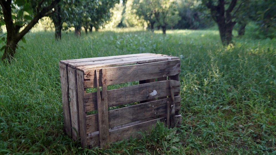 Camp de pereres. Fotografia: Cristina Mongay.