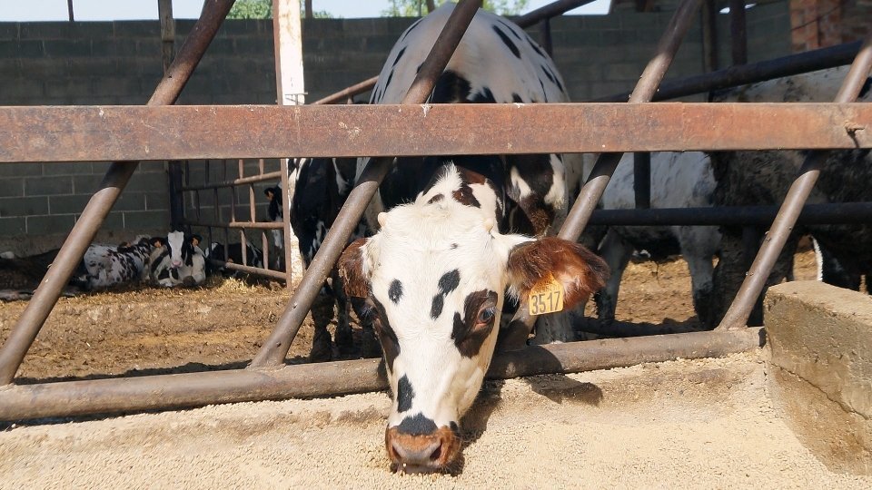 Explotació Aragonès. Fotografia: Cristina Mongay.