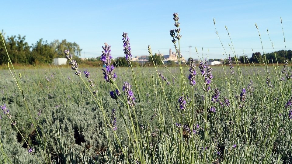 Camp de lavanda dels Rosselló. Fotografia: Cristina Mongay.