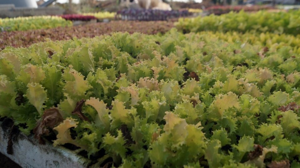 Planter d'hotalisses. Fotografia: Cristina Mongay.