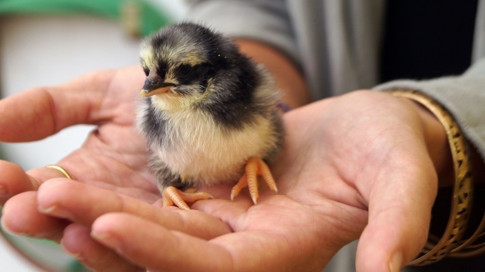 Pollet de raça autòctona. Fotografia: Cristina Mongay.