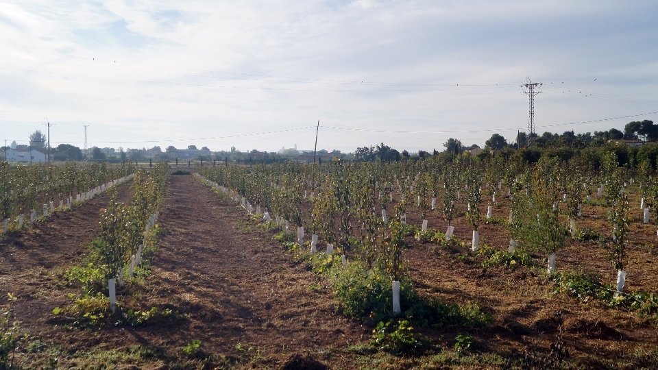 Lleida des del Camí de Montcada. Fotografia: Cristina Mongay.