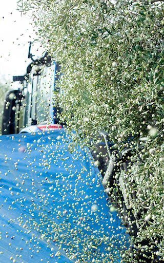 Moli Aresté Teixió de Serós