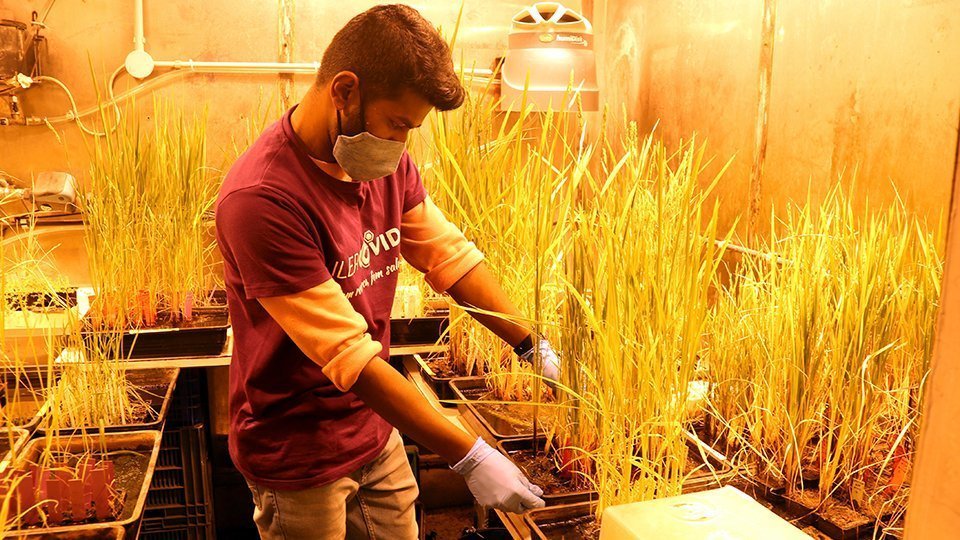 Un investigador del projecte IlerCOVID desant les plantes d'arròs ©AnnaBerga