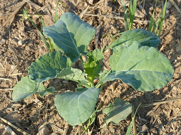 Finques de Bròcoli de la Cooperativa d'Ivars ©CooIvarsUrgell