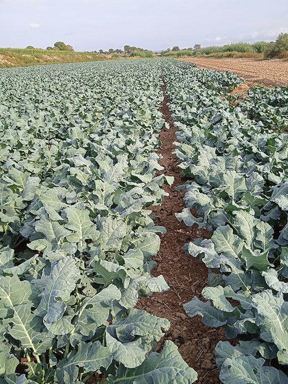 Finques de Bròcoli de la Cooperativa d'Ivars ©CooIvarsUrgell