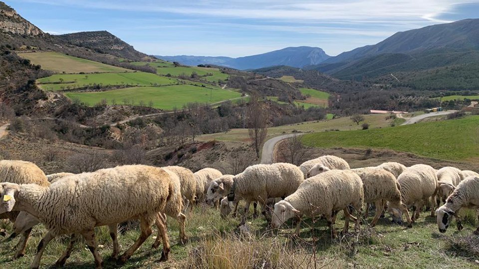 Conreus tradicionals en terres lleidatanes ©Territoriscat