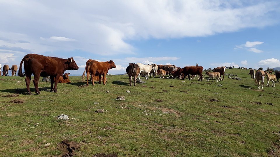 Conreus tradicionals en terres lleidatanes ©Territoriscat