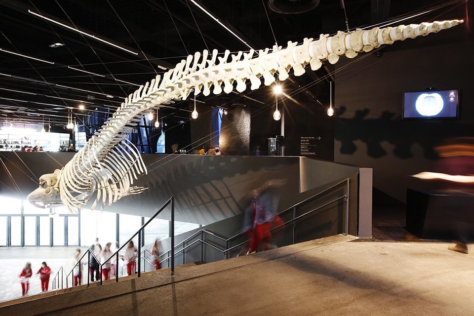 La balena del Museu de Ciències Naturals de Barcelona Autor-Mariano Herrera