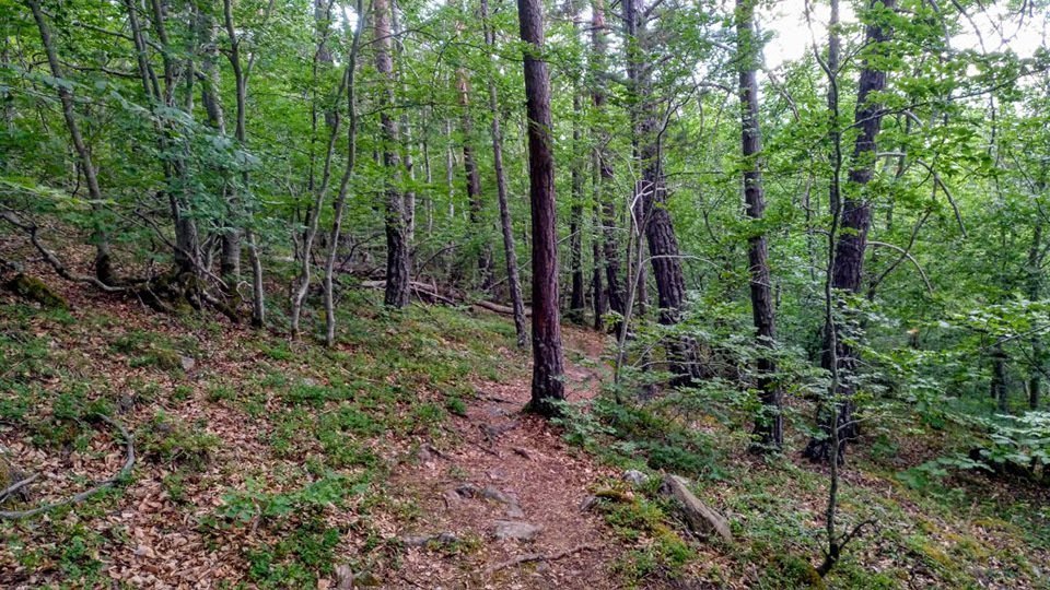 Imatge de boscos de l'Alt Pirineu