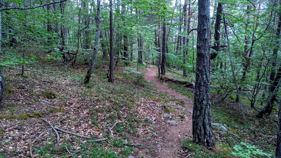 Imatge de boscos de l'Alt Pirineu (3)