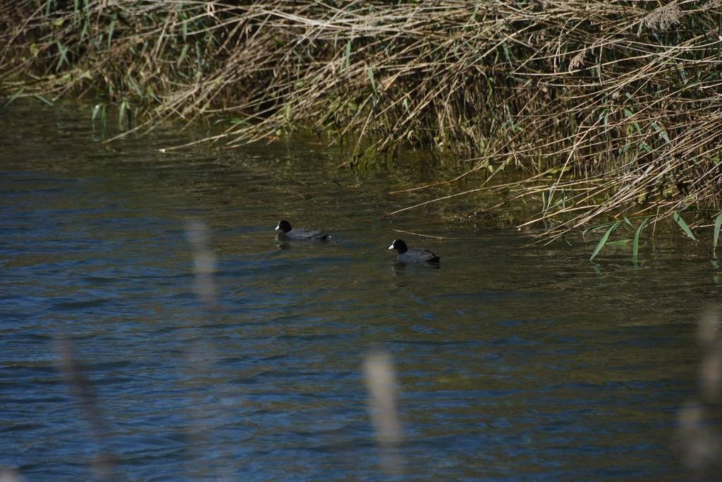 Dos ànecs al pantà de la Plana de Dalt (foto de Xavier Soberà)