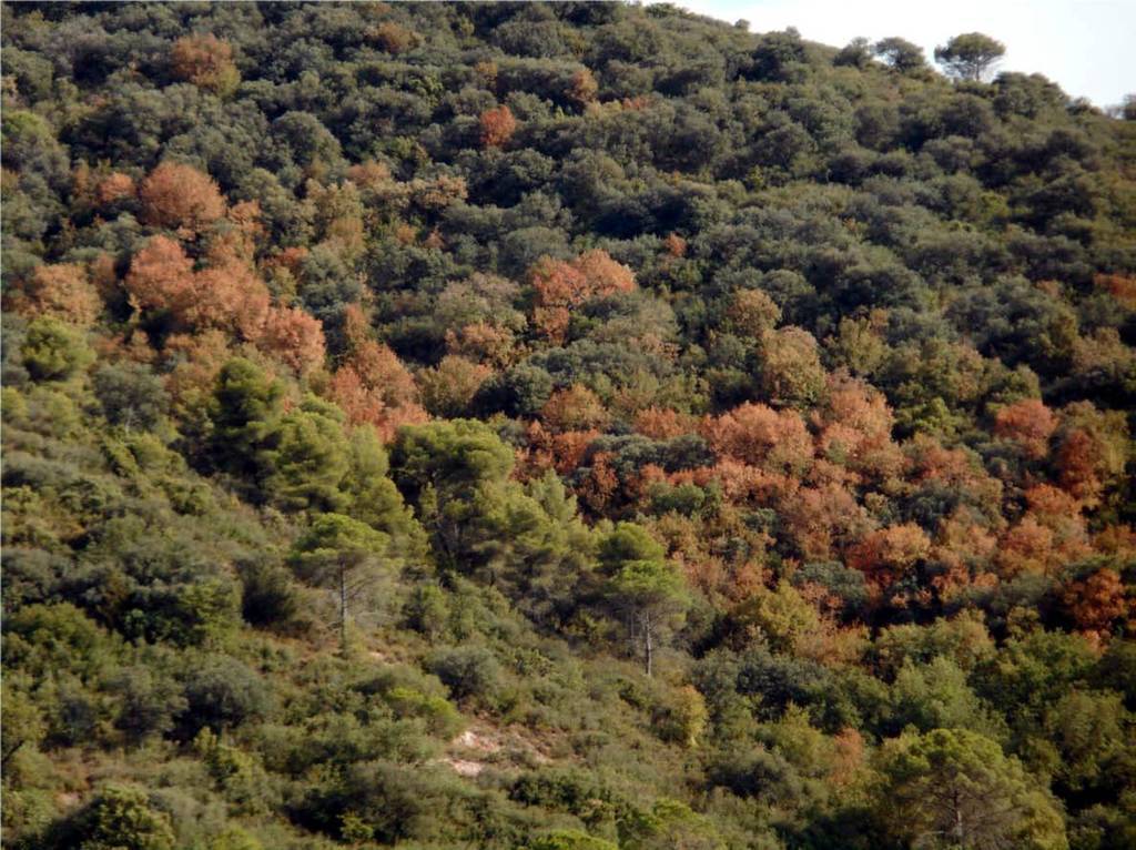 Un bosc de la Noguera afectat per la sequera

Data de publicació: dimecres 09 de març del 2022, 11:42

Localització: Lleida

Autor: Cedida a l'ACN pel CREAF