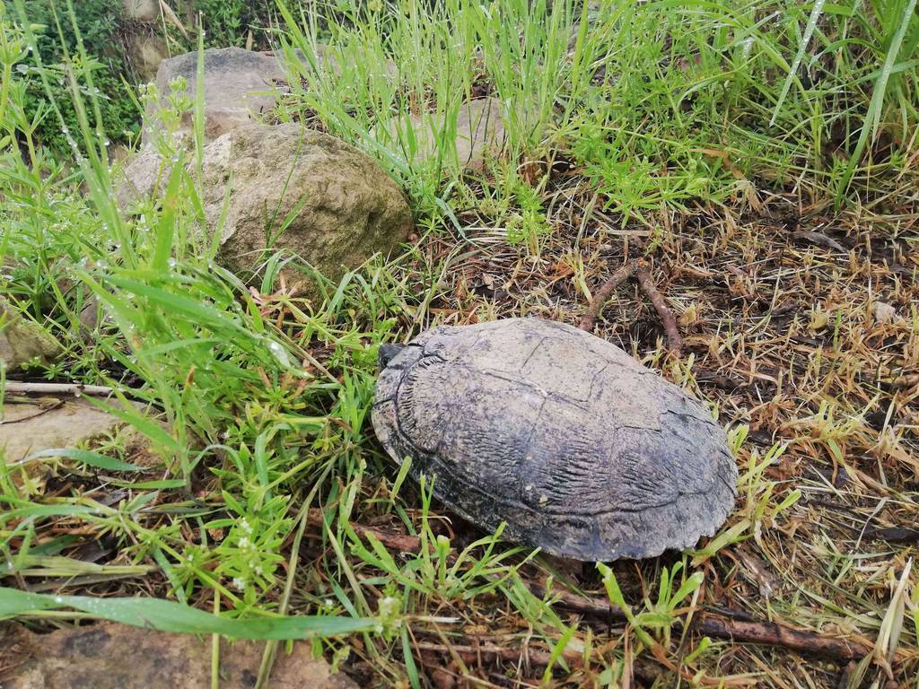 L'alliberament de la tortuga al torrent de la Femosa ©AjBorgesBlanques