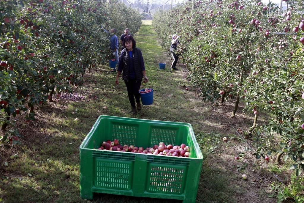 Un grup de persones cullen pomes de muntanya en una finca de Ribelles

Data de publicació: divendres 14 d’octubre del 2022, 06:00

Localització: Ribelles

Autor: Anna Berga