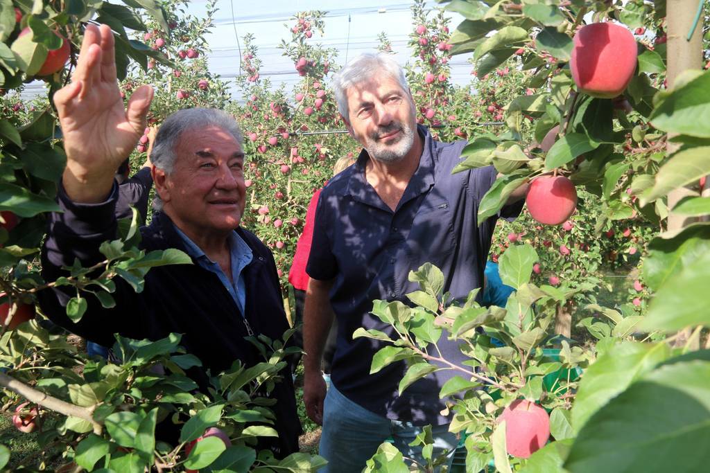 El president de l'Associació ACORD, Antoni Pujol, i  Josep Maria Traginer, pagès interessat en cultivar poma de muntanya, miren pomes de la varietat story a una finca de Ribelles

Data de publicació: divendres 14 d’octubre del 2022, 06:00

Localització: Ribelles

Autor: Anna Berga