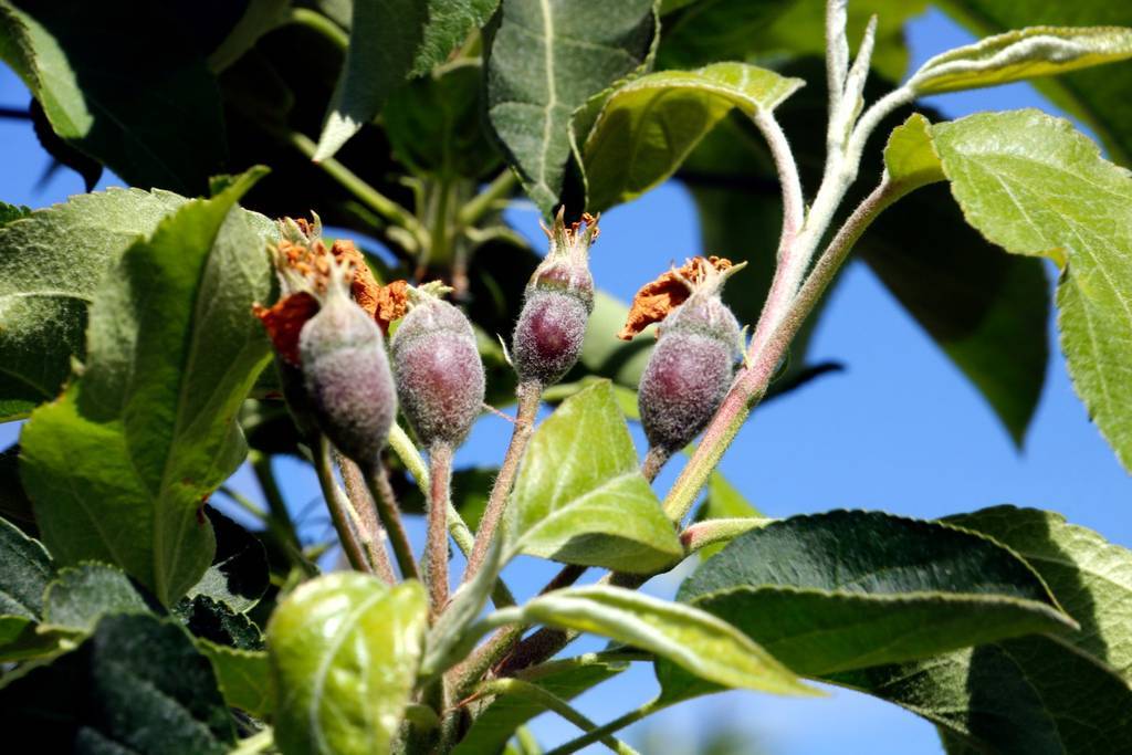 Pomes en creixement en una finca de Lleida

Data de publicació: dimecres 19 d’abril del 2023, 13:19

Localització: Lleida

Autor: Oriol Bosch