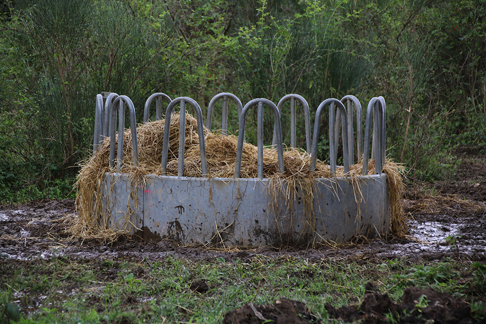 Una menjadora plena de palla i farratge per alimentar les vaques

Data de publicació: diumenge 25 de setembre del 2022, 12:49

Localització: Sant Joan de les Abadesses

Autor: Ariadna Reche