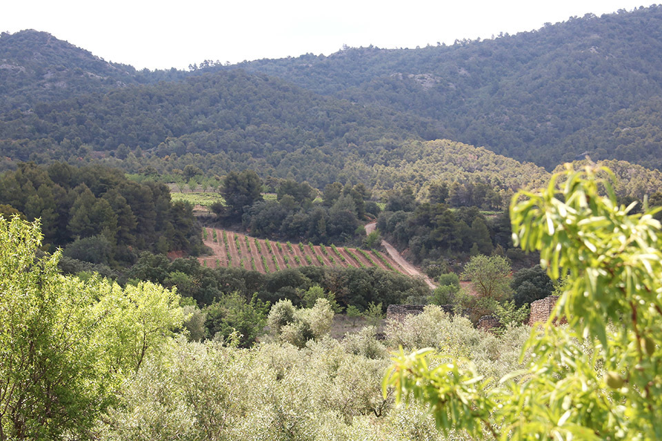 La Serra de la Llena, amb cultius de vinya, vista des d'un dels cellers de la Pobla de Cérvoles, Garrigues

Data de publicació: dissabte 03 de juny del 2023, 07:00

Localització: La Pobla de Cérvoles

Autor: Ignasi Gómez