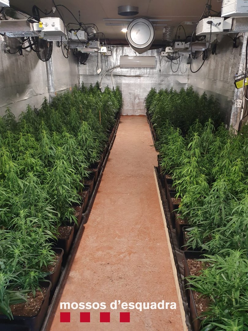 Imatge completa de la plantació de marihuana en un domicili a la partida de la Volteta de Cervià de les Garrigues